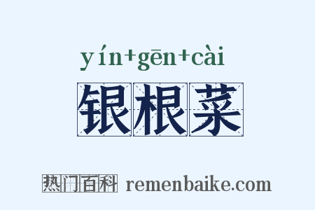 银根菜是什么意思的图片